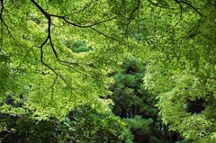 里山集落・青もみじ