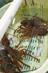 食べずに見てた(笑)