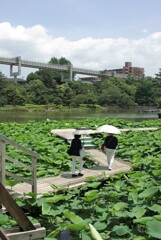 日傘日和