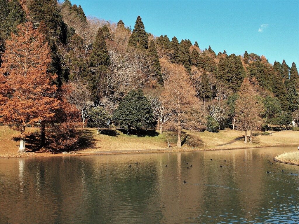 憩いのひと時