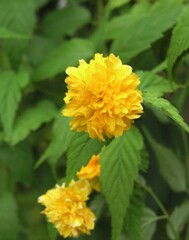 散歩で出会った草花