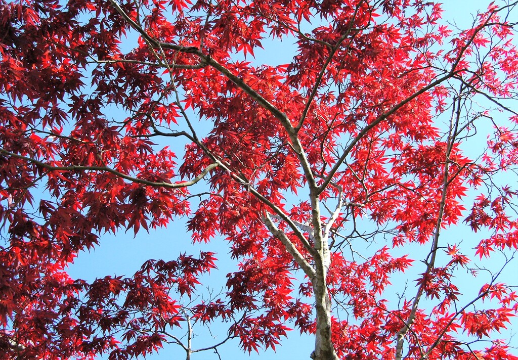 赤モミジ