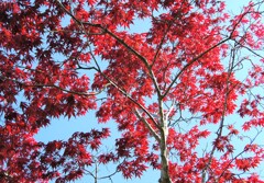 赤モミジ