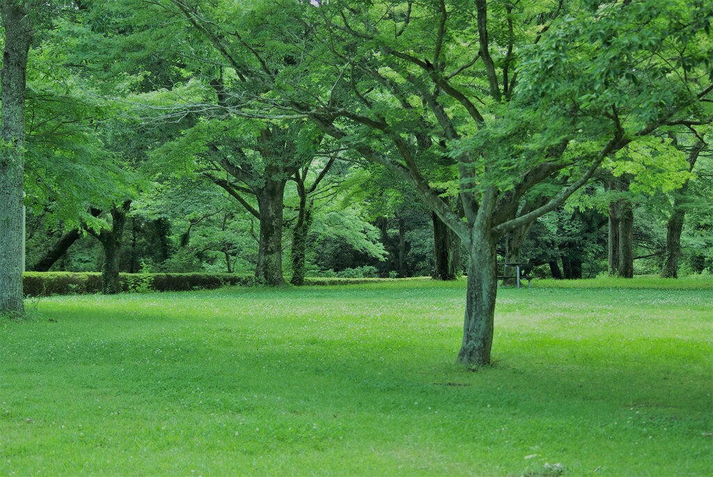 緑の中で深呼吸