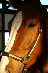 さあ、君の出番だ！