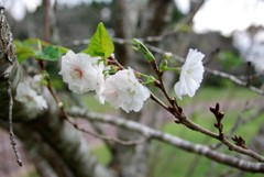 十月桜