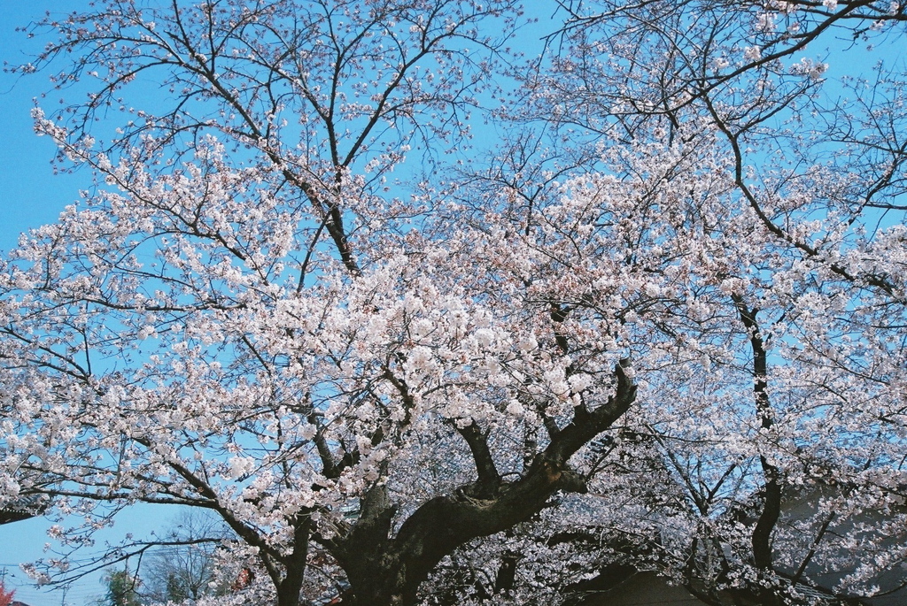 さくら・桜