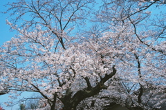 さくら・桜