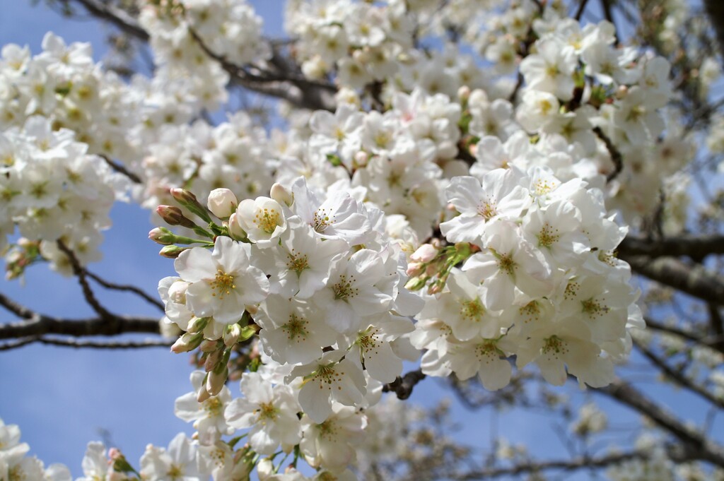 桜咲く日に