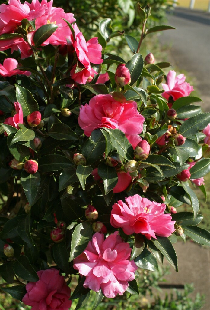 山茶花咲く道