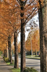 メタセコイア並木