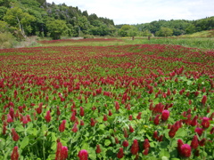 次はヒマワリへ