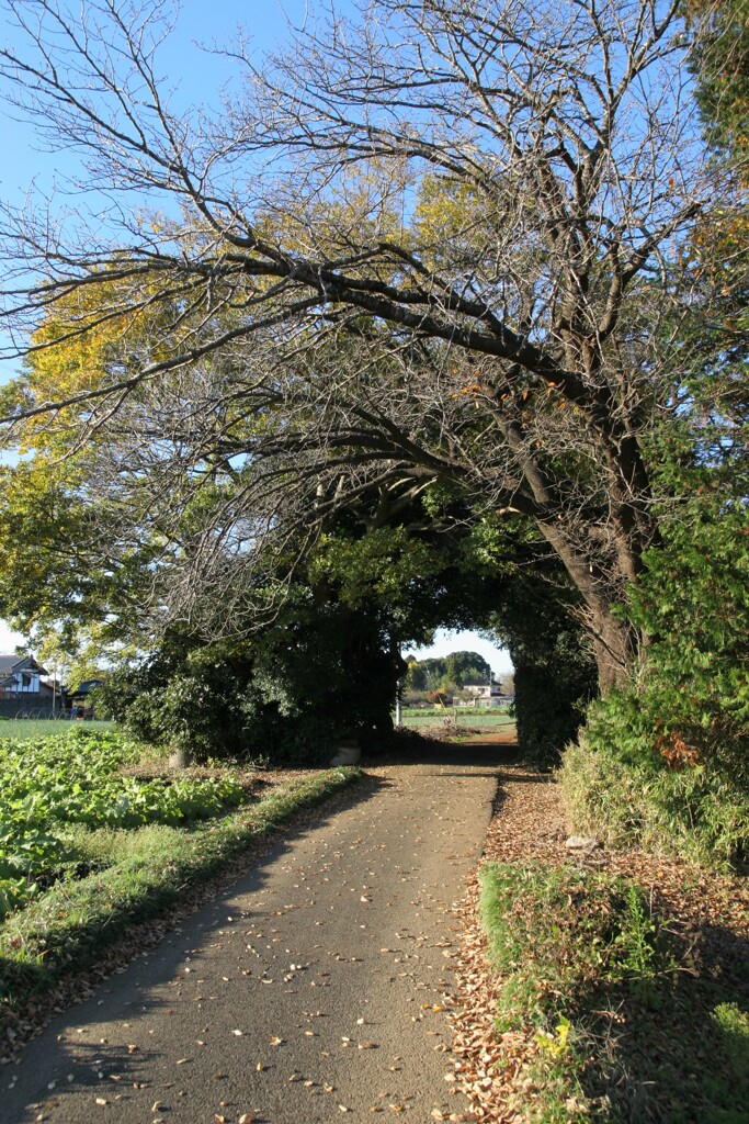 郷愁の田舎道