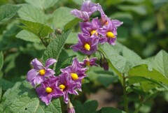じゃがいもの花