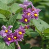 じゃがいもの花
