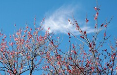 紅梅