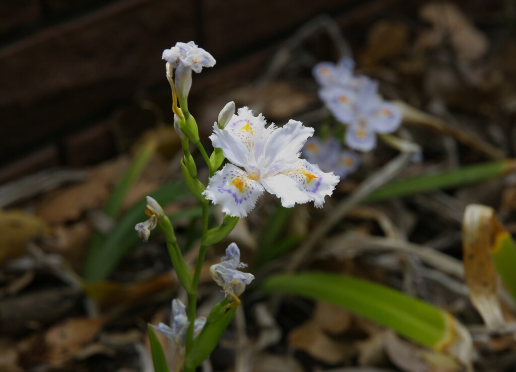 初夏の彩り