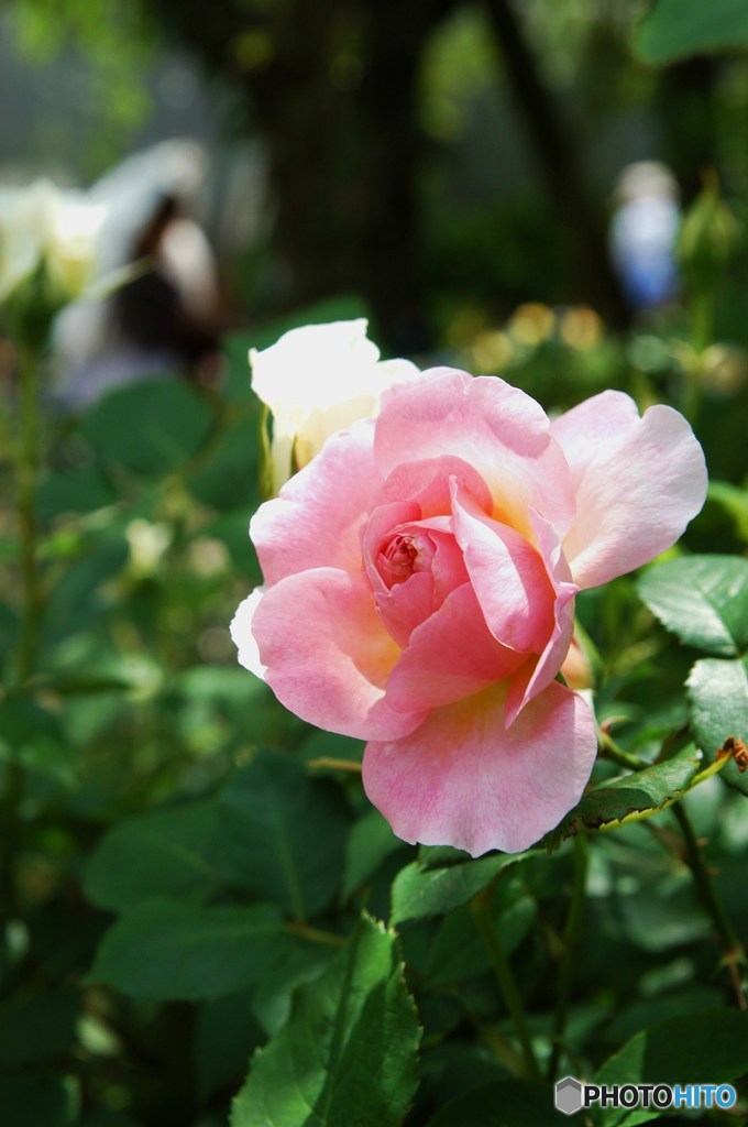 薔薇4