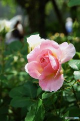 薔薇4