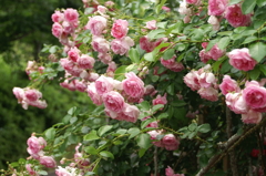 薔薇の咲く家