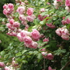 薔薇の咲く家
