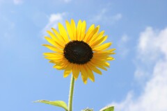 季節は夏へと