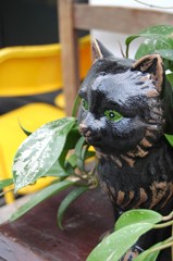 ワタシ 狸じゃないよ