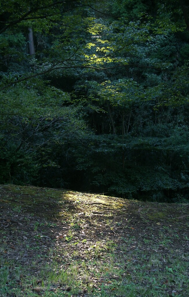 光あるところ