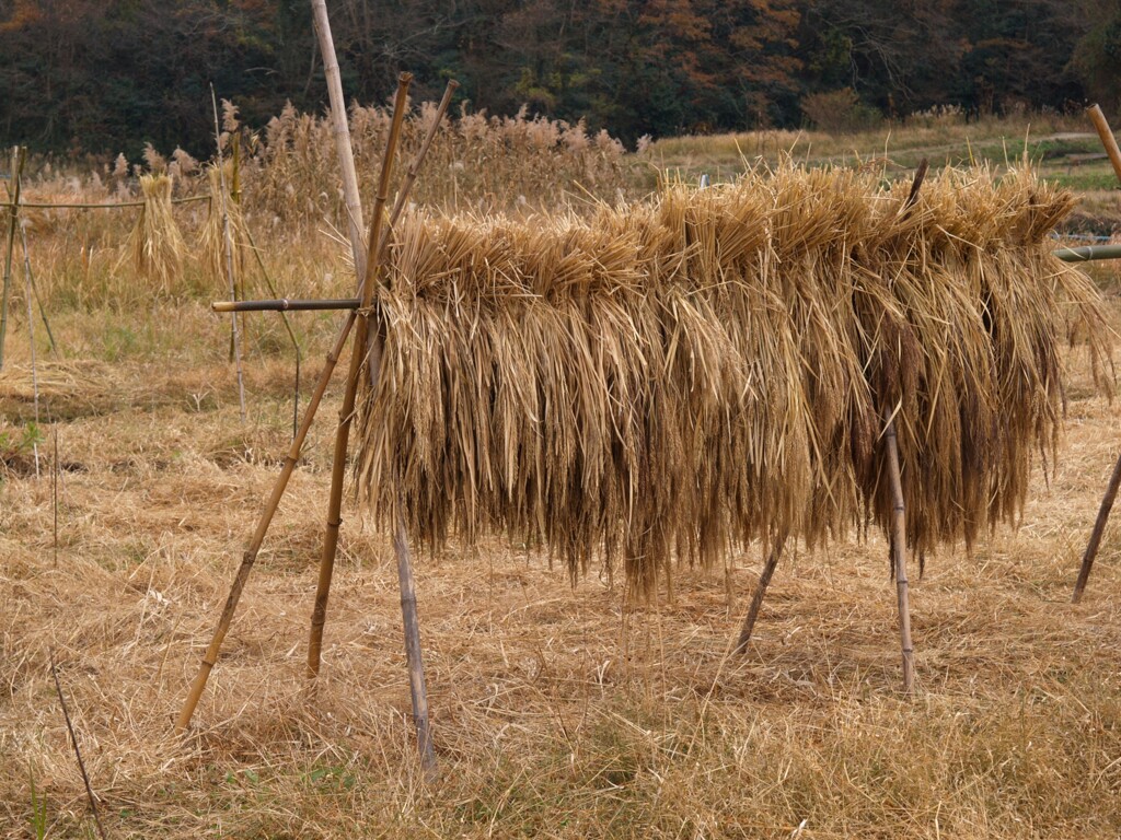 冬が来る