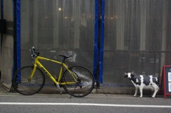 自転車と牛に出会う街角