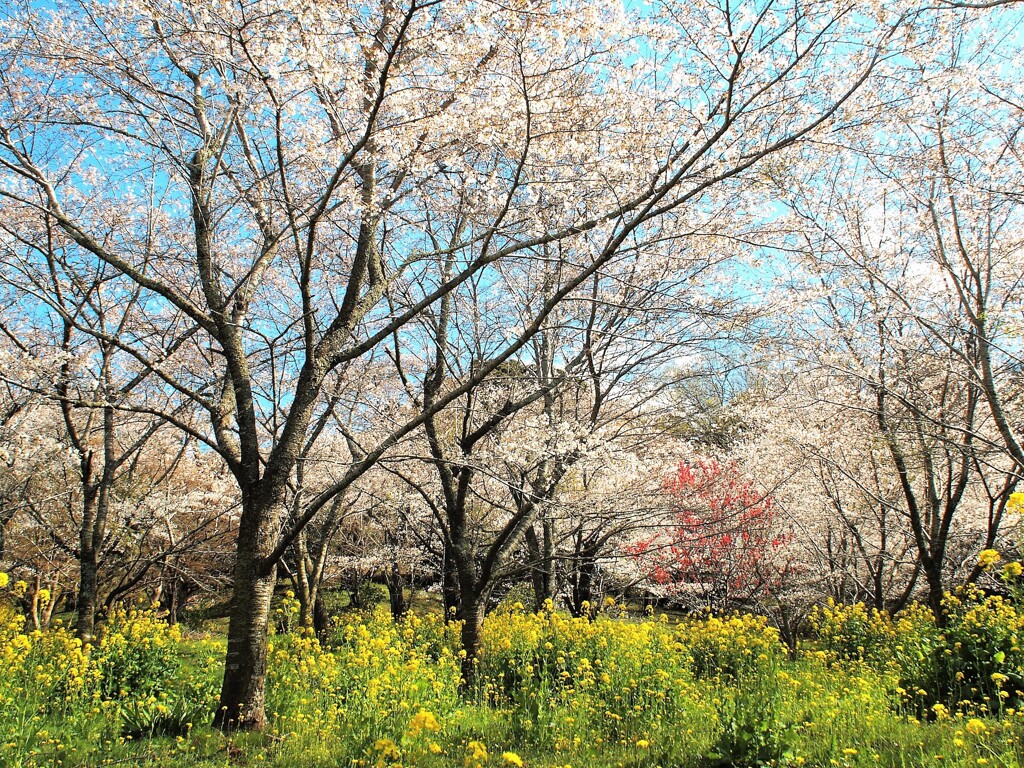 田舎の里も春爛漫
