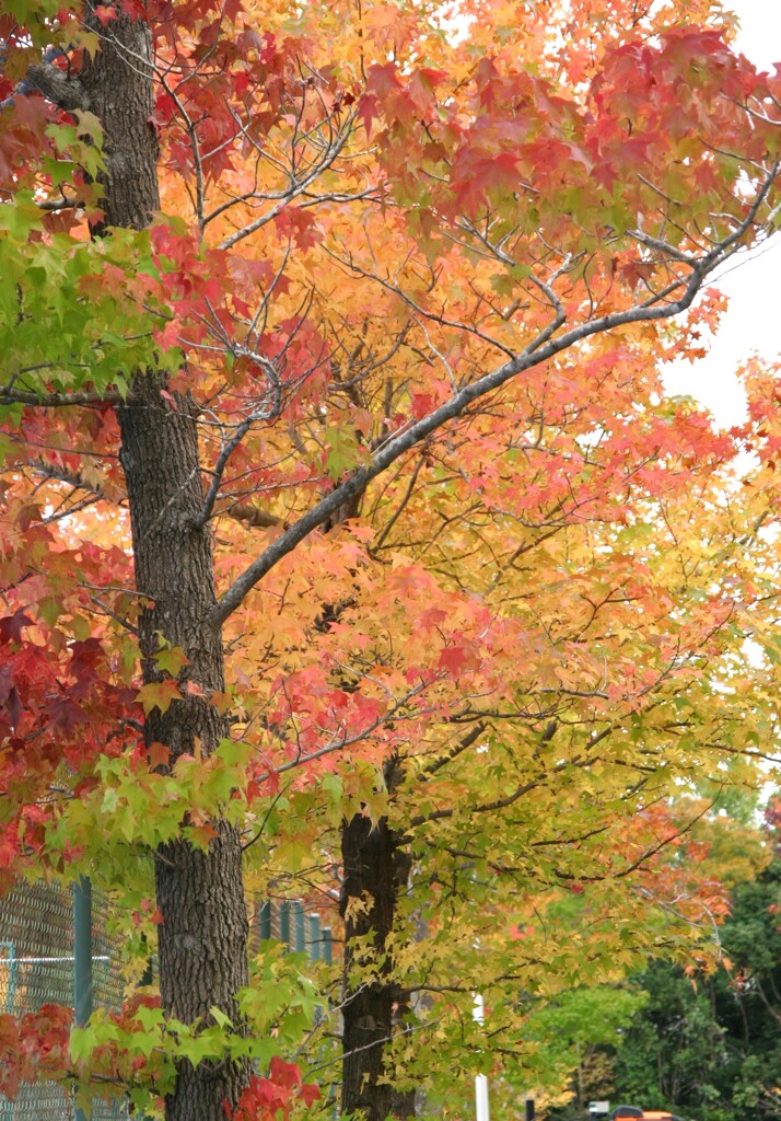 見上げた先の秋