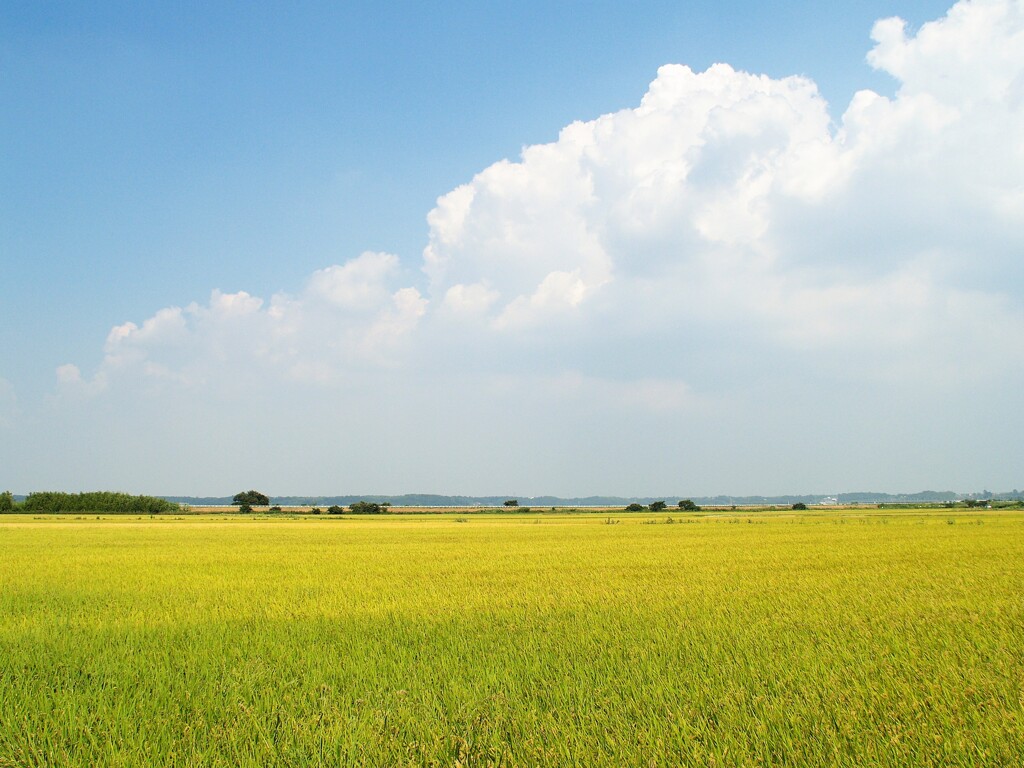 遠き日の夏の思い出…