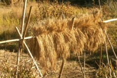 オールドレンズで見つけた秋