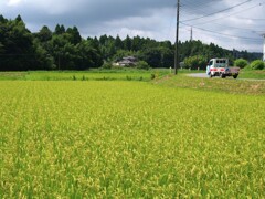 八月の里山