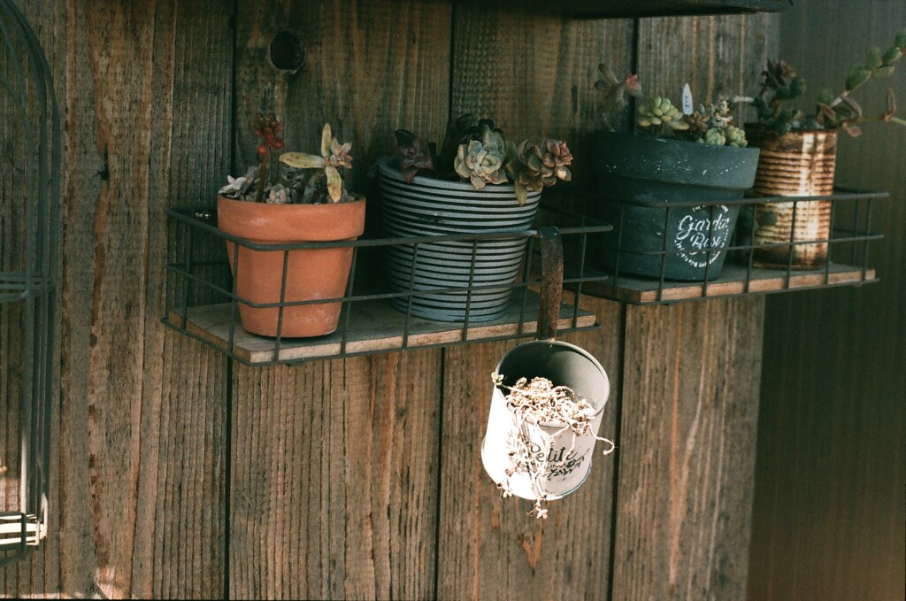 フジカ日和 毎度の多肉植物(フィルム)