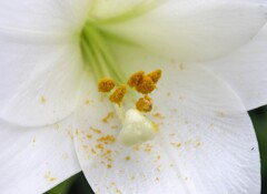 蕊