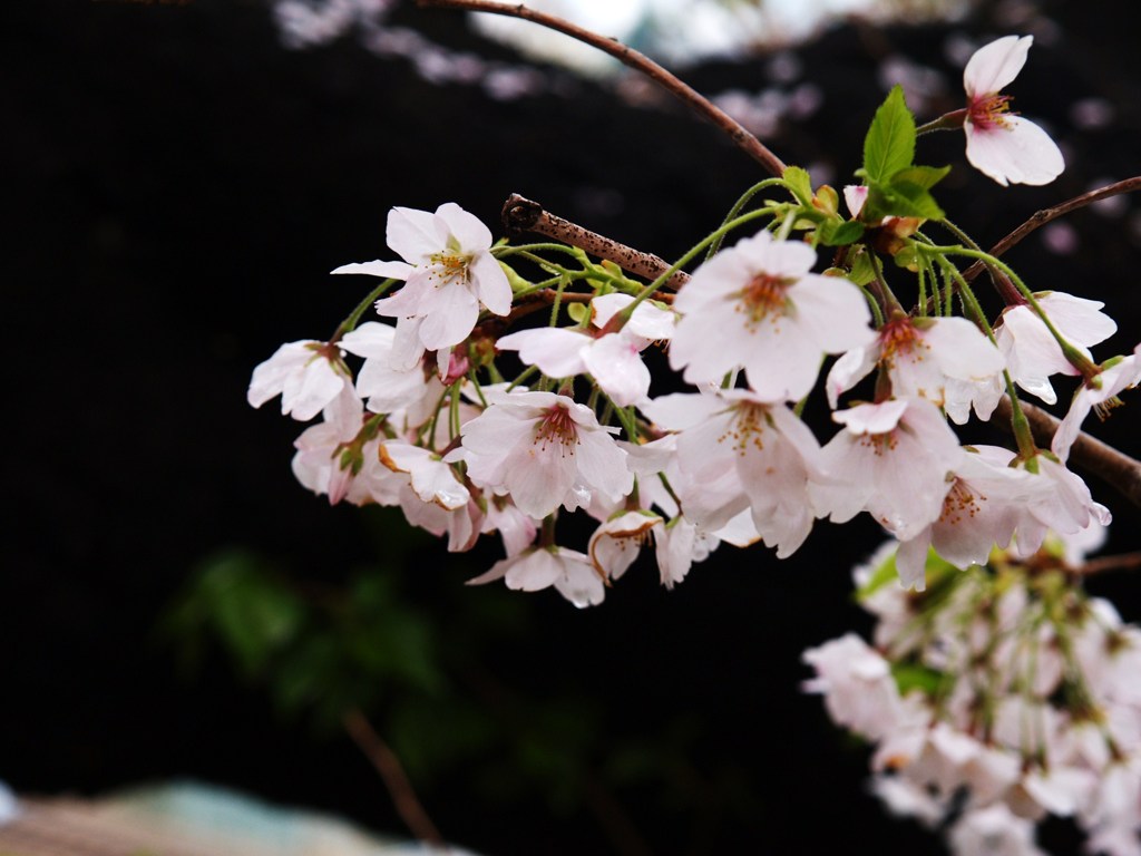 外堀桜景色6