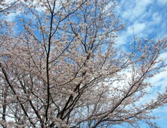 桜咲く