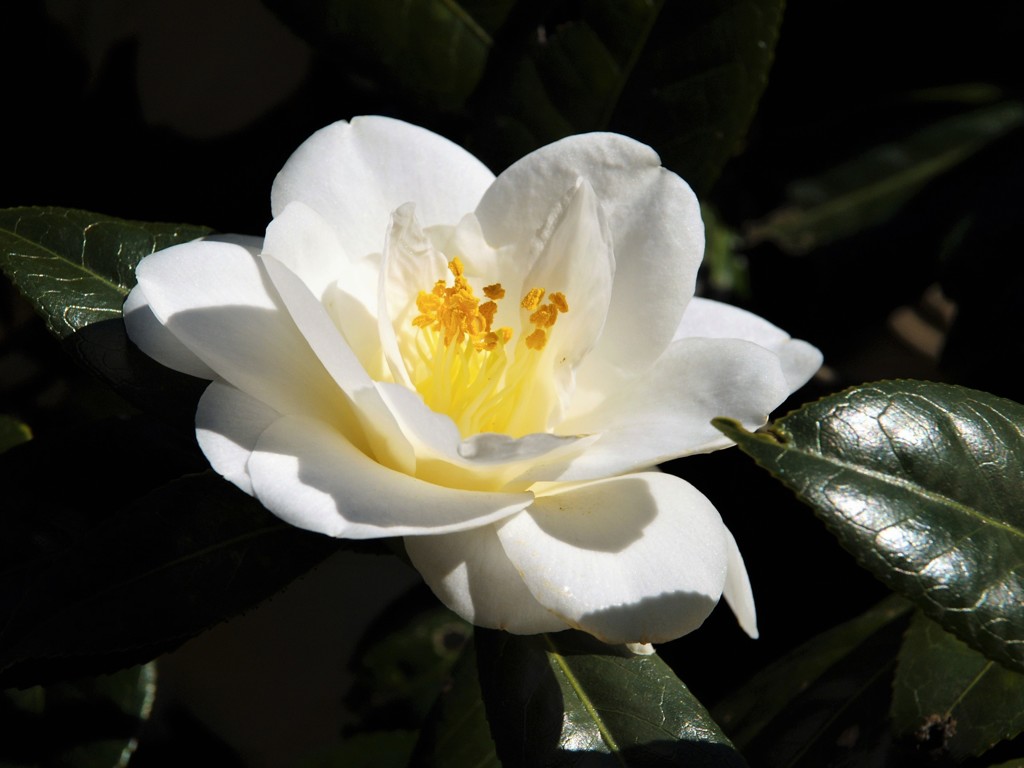 椿
