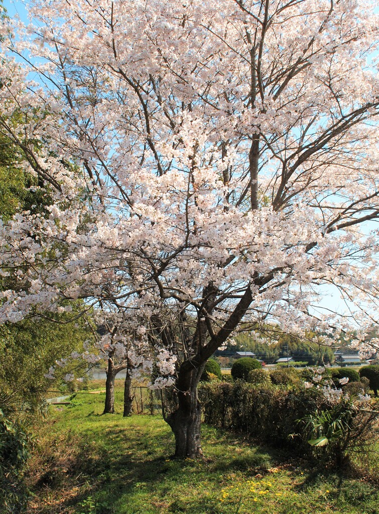 里山の春