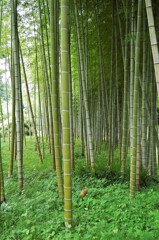 里山集落・竹林