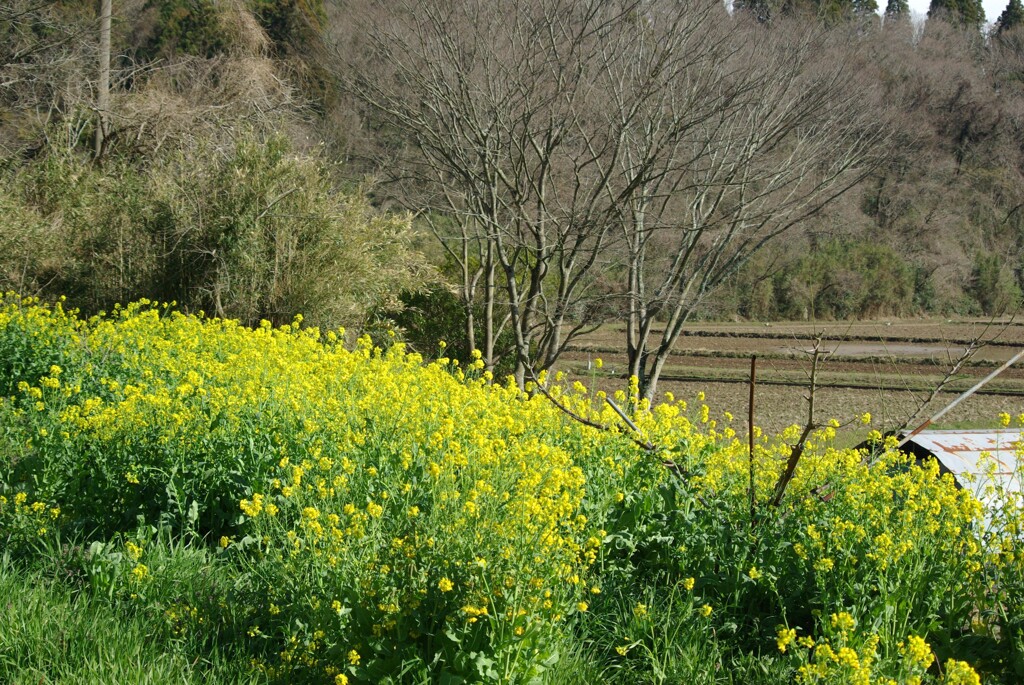 里山春の目覚め