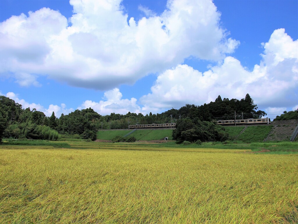 外房線のいる風景