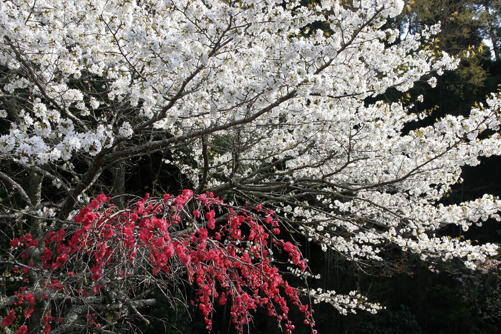 里山の桜