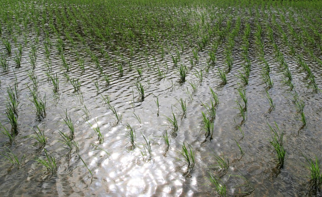 渡る風・そよぐ稲