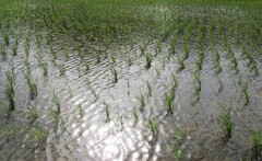 渡る風・そよぐ稲