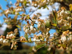 ブルーベリーの花2