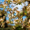 ブルーベリーの花2