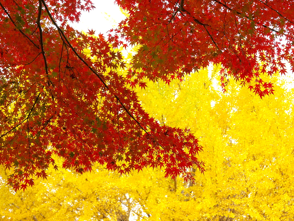 ありがとう、また来年